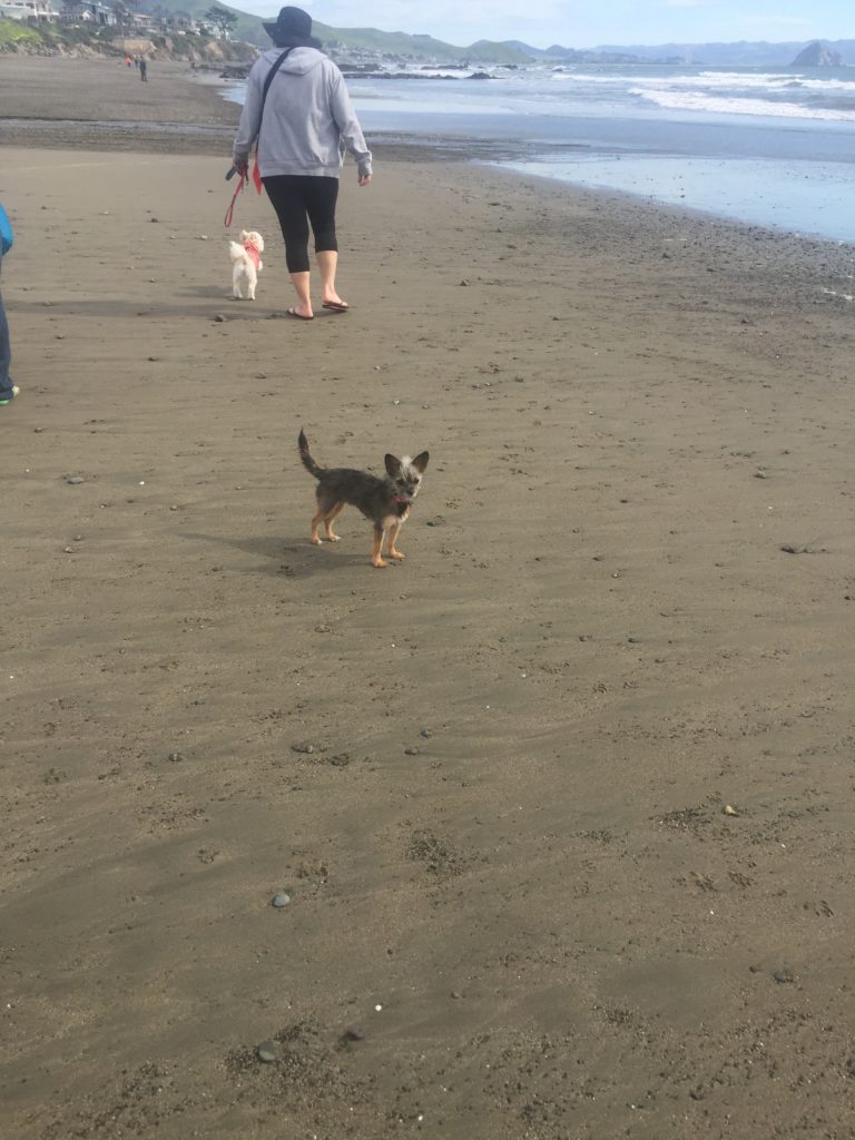 PInch in Cayucos 1